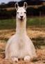 Gubba the Llama