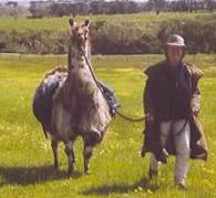 Llama being led by a reign