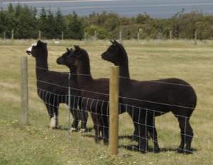 4 Llamas