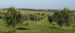 Olive Grove