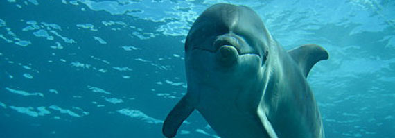 Dolphin & Seal Swims on the Mornington Peninsula