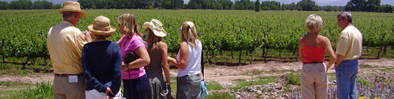 Wine Tours on the Mornington Peninsula