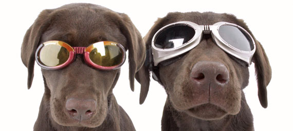 2 Dogs Wearing Sunglasses