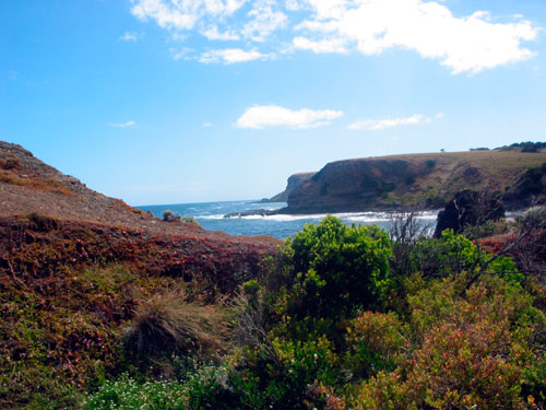 Some of the colours of nature on the walk down to the blowhole at Flinders Blowhole