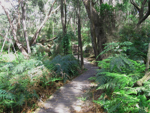 Boardwalks and steeps make it easy on the steeper parts of the track at Kings Falls Walk