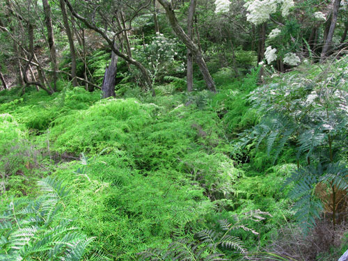 Australian Native Ferns growing in the damp humid valley of the Kings Falls walk