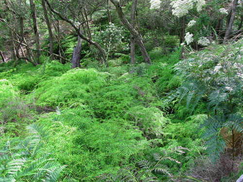 Kings Waterfall Circuit walk at Arthurs Seat