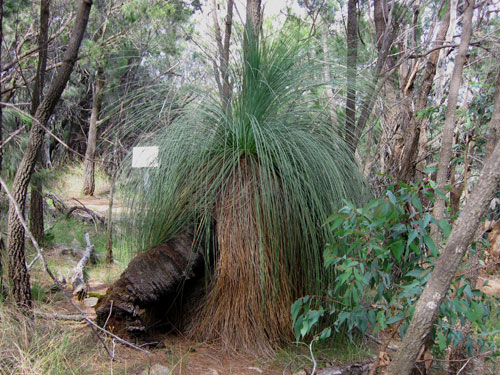 Australian native Grass Tree at Kings Falls Walk
