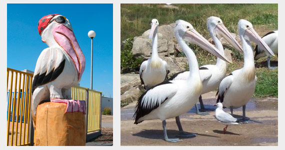 pelican statue on waterfront and real pelicans on waterfront at Hatings on the Mornington Peninsula
