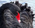 Black Swan, French Island, Mornington Peninsula