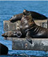 Seals at Sorrento on the Mornington Peninsula