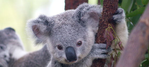 baby Koala Mornington Peninsula